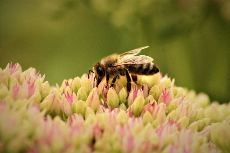 Alfred Auguste Pilavoine