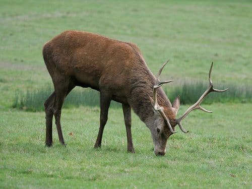 Comme un cerf altéré