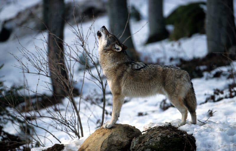 Le hurlement du loup