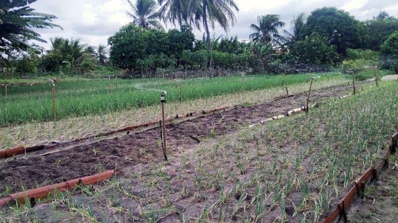 Pape François, Laudato Si