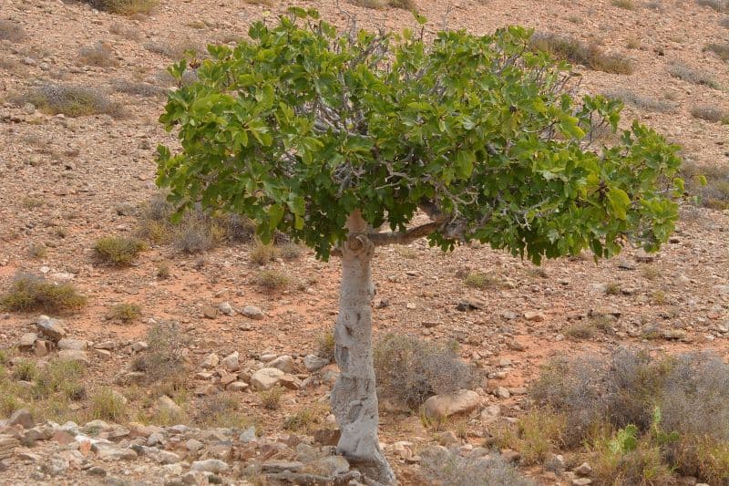 photo de l'évangile du jour